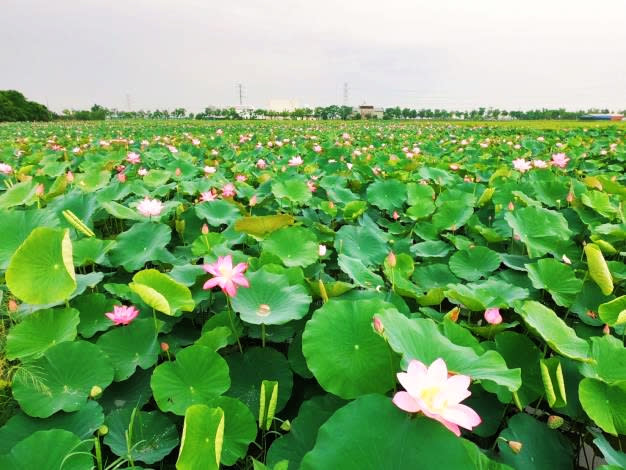 大竹里南89縣道 大德街7-11至大竹里周邊花況(圖片來源：台南市白河區公所)