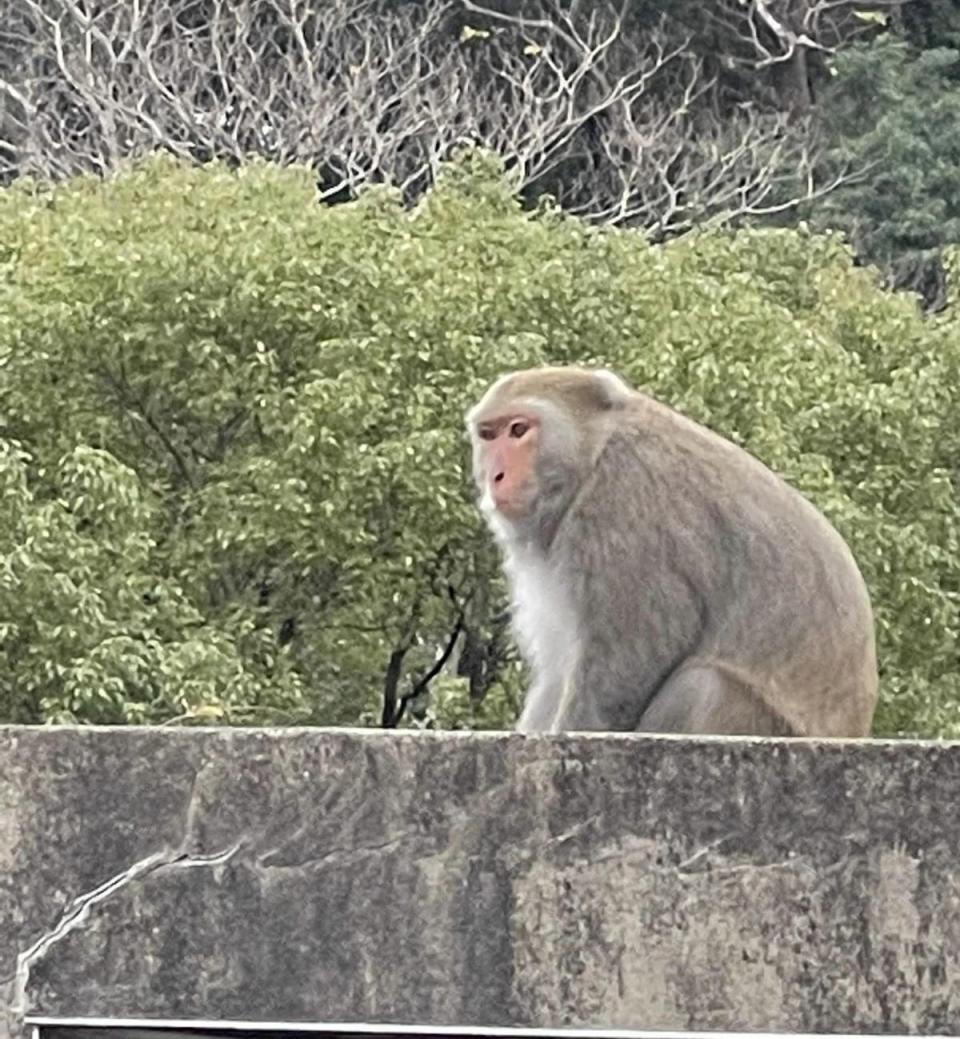 就是這隻美猴王，拆汽車照後鏡攬鏡自照。（圖：民眾提供）