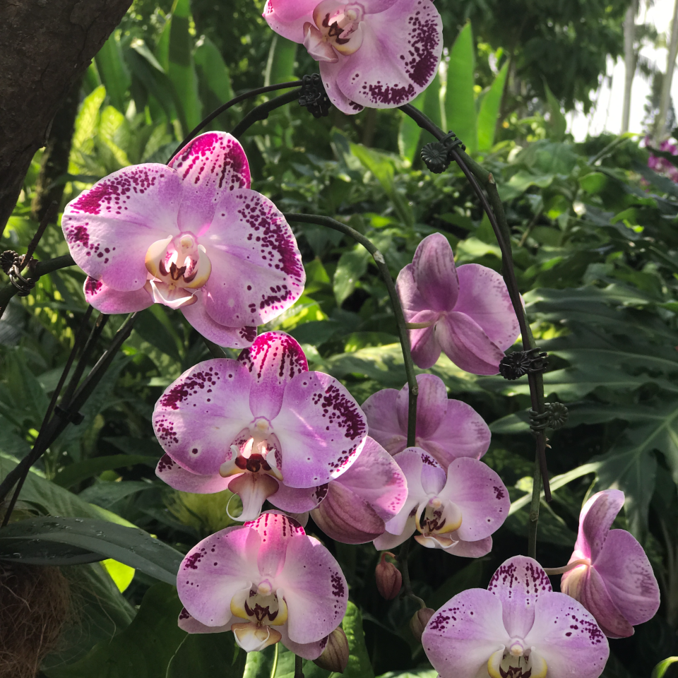 The National Orchid Garden