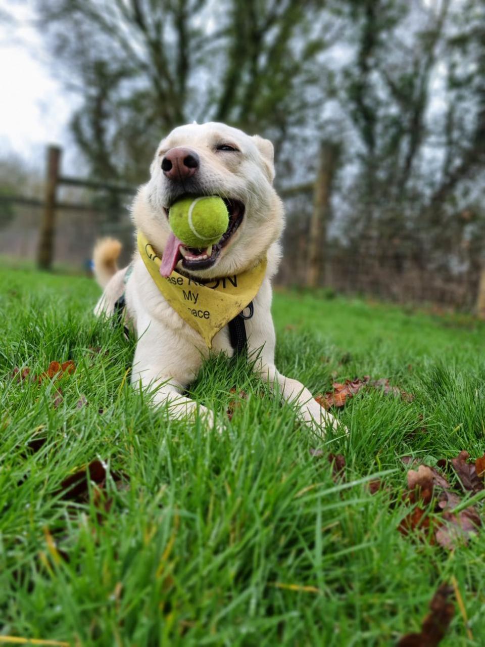 Eastern Daily Press: Blue loves playing with her ball