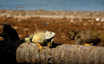 <p>An iguana sunbathes as monkeys walk behind on Cayo Santiago, known as Monkey Island, in Puerto Rico on Oct. 4, 2017. In 1938, man known as the father of American primate science, Clarence Ray Carpenter, wanted a place with the perfect mix of isolation and free range, where the monkeys could be studied living much as they do in nature without the difficulties of tracking them through the wild. (Photo: Ramon Espinosa/AP) </p>