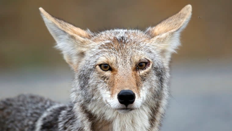 Mating Season Is Adding to Massachusetts’ Coyote Problem