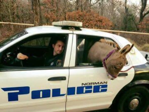 Lost donkey gets a ride in the back of a police car