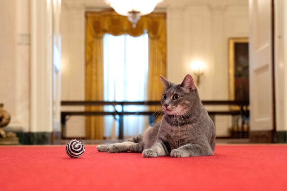 Willow, the Biden family’s new pet cat