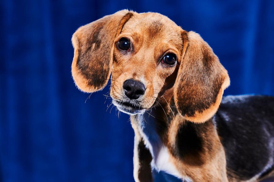 10/5/22 Glens Falls, NY Photographer: Elias Weiss Friedman.  Gallery Photography from Puppy Bowl airing on Animal Planet and Discovery +