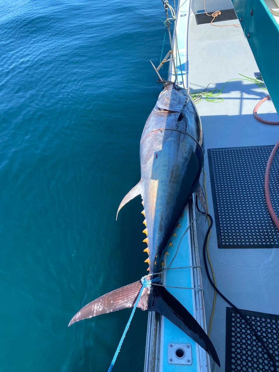 A bluefin tuna landed on Keper Connell's 45-foot Novi boat Figment.