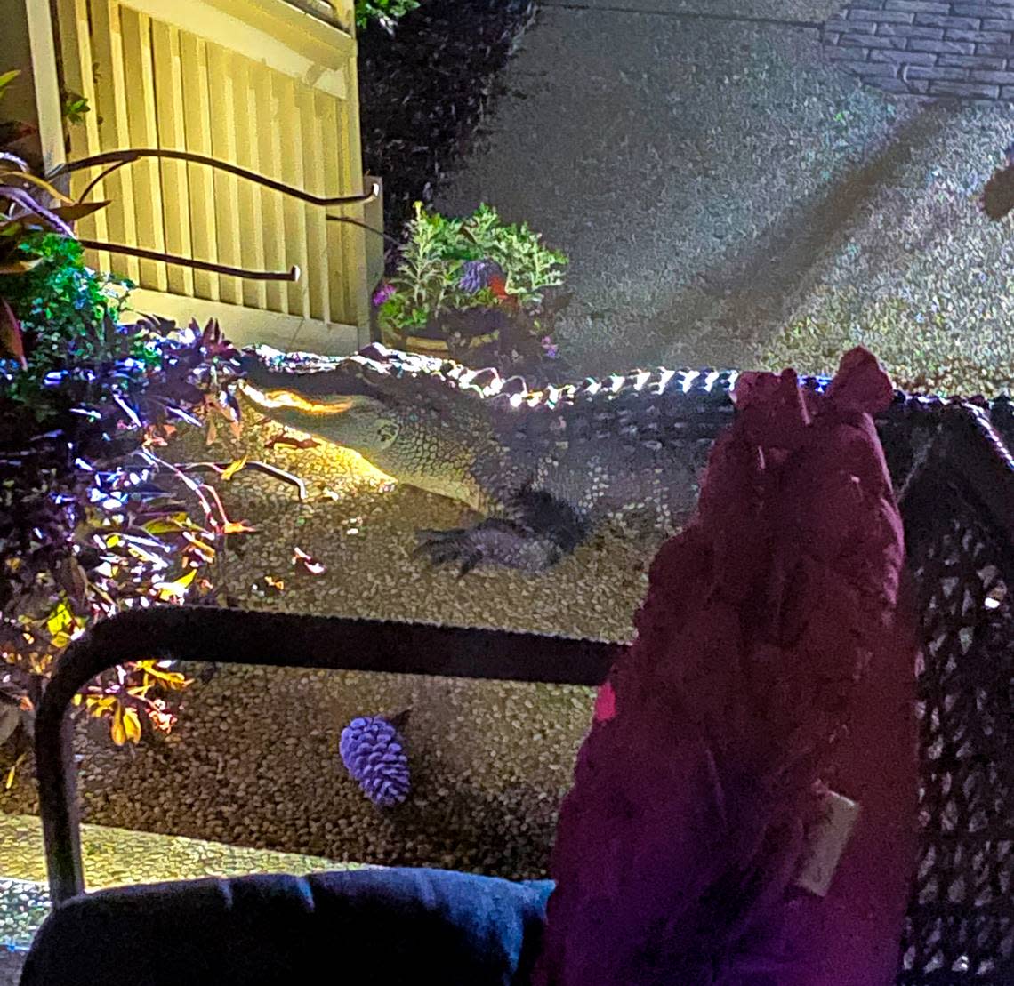 A large alligator made its way to the top of Paul and Marci Parrick’s front porch in the early morning hours of Aug. 23, 2022, on Hilton Head Island in Port Royal Plantation.