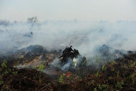 A fire burns on peat land in Kuala Dua village near Pontianak, West Kalimantan, Indonesia August 20, 2016. Antara Foto/Jessica Helena Wuysang/ via REUTERS