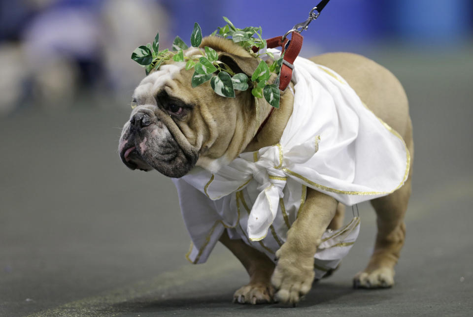 Zeus, owned by Meghan Donnelly, of Cedar Rapids, Iowa, walks in front of the judges during the 34th annual Drake Relays Beautiful Bulldog Contest, Monday, April 22, 2013, in Des Moines, Iowa. The pageant kicks off the Drake Relays festivities at Drake University where a bulldog is the mascot. (AP Photo/Charlie Neibergall)