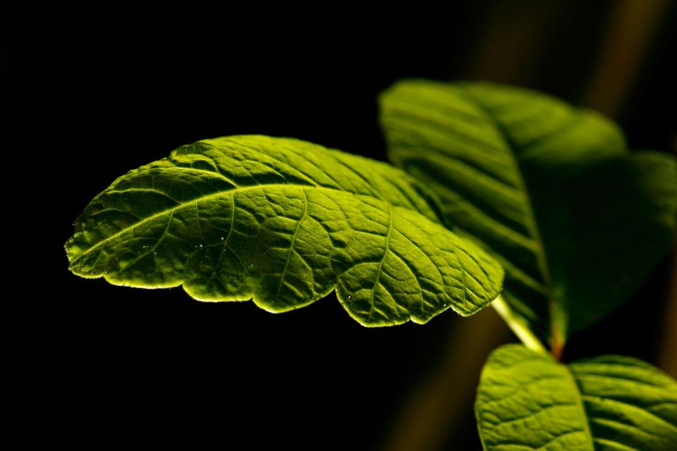 Poison oak grows in Santa Ynez Canyon in Topanga State Park on May 21, 2008.