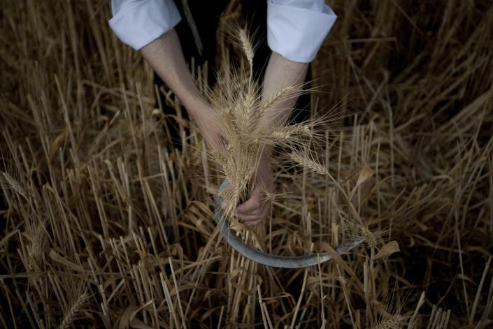 <span class="caption">An Ultra Orthodox Jewish man in Israel harvests wheat ahead of the holiday of Shavuot.</span> <span class="attribution"><a class="link " href="https://newsroom.ap.org/detail/Mideast%20Israel%20Palestinians%20Shavuot/02cafb190b254ab4ad473b6611b6915e?Query=shavuot&mediaType=photo&sortBy=arrivaldatetime:desc&dateRange=Anytime&totalCount=200&currentItemNo=150" rel="nofollow noopener" target="_blank" data-ylk="slk:AP Photo/Ariel Schalit">AP Photo/Ariel Schalit</a></span>