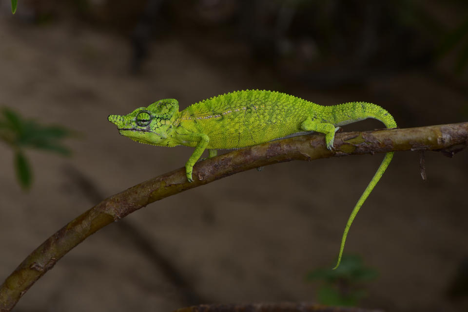 This photos taken on Saturday, March 31, 2018 and provide by the Staatliche Naturwissenschftliche Sammlung Bayerns, SNSB, shows a male Voeltzkow-Chameleon in Madagascar. Scientists say they have found an elusive chameleon species that was last spotted in Madagascar 100 years ago. Researchers from Madagascar and Germany said that they discovered several living specimens of Voeltzkow's chameleon during an expedition to the northwest of the African island nation. (SNSB/Kathrin Glaw via AP)