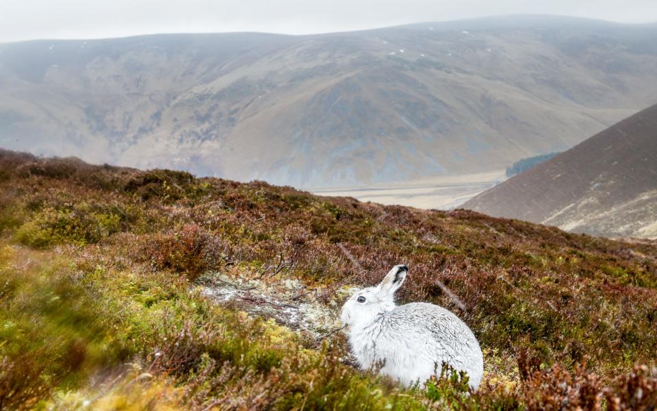 UK's white mountain hares at risk from predators due to worst snowfall in 10 years