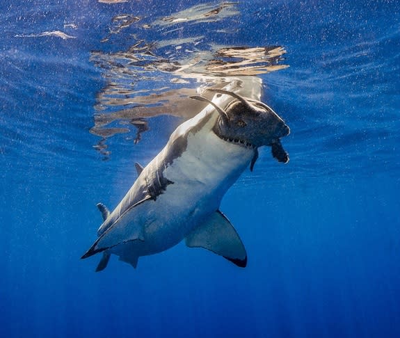 "Crunch," recognized as "Highly Commended" in the UPY category "Behavior." The photographer, Theresa A. Guise said: "From a surface cage on the Solmar V, I was observing five great whites feeding on tuna served up in the water when, out of the