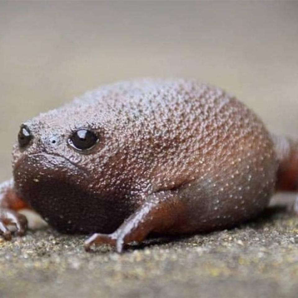 Esta especie, cuyo nombre científico es breviceps fuscus, pertenece a la familia de los brevicipítidos, que habitan en el África subsaharina, desde Etiopía hasta Angola y Sudáfrica. (Foto: Instagram / <a href="http://www.instagram.com/p/CBBqgtVFM0D/" rel="nofollow noopener" target="_blank" data-ylk="slk:@thewondersofthenatrual;elm:context_link;itc:0;sec:content-canvas" class="link ">@thewondersofthenatrual</a>).