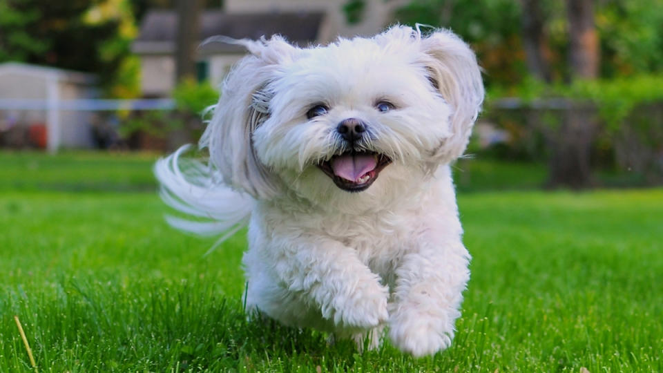 happy white shih tzu dog running in the grass