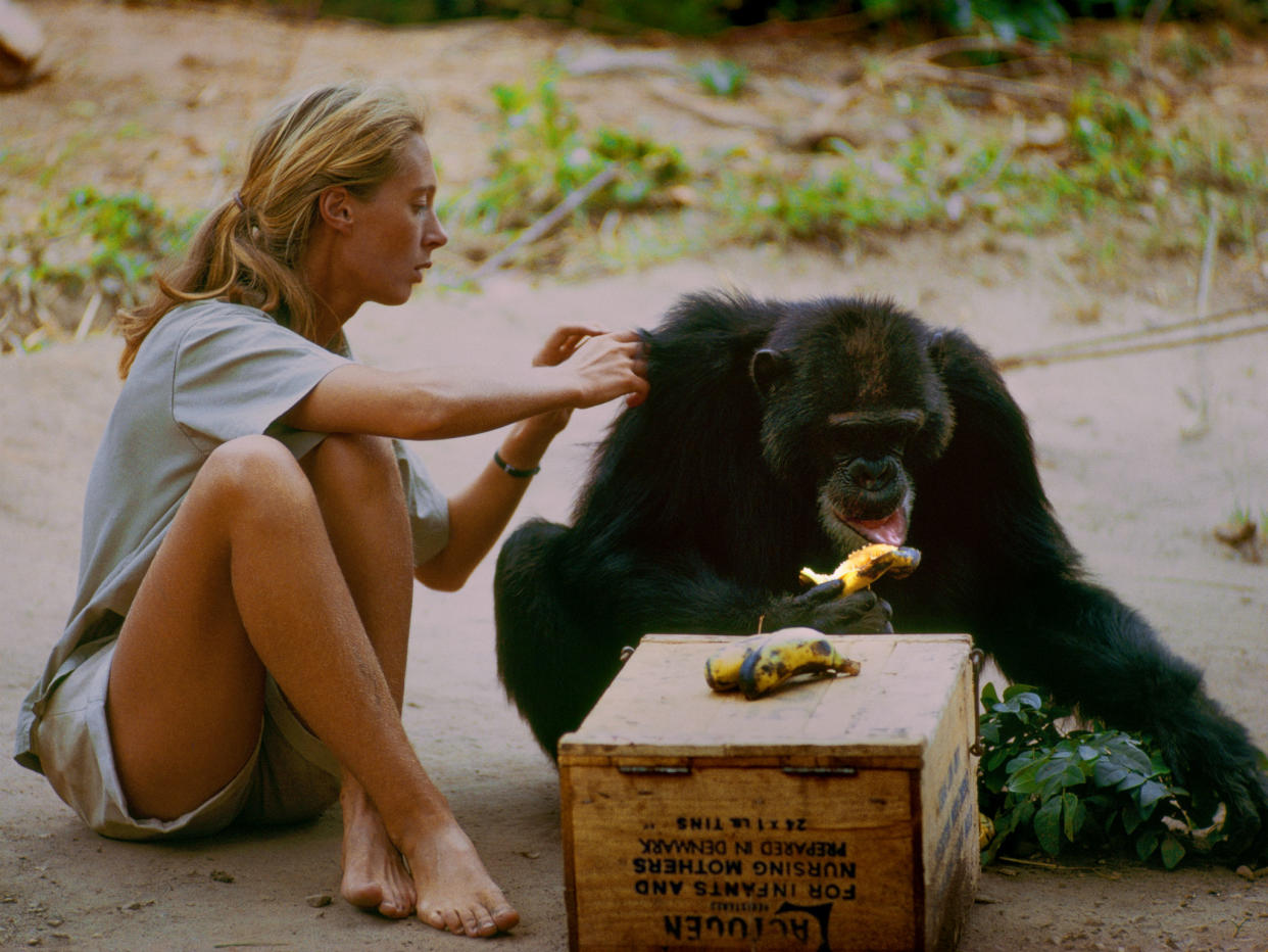 Jane Goodall with David Greybeard, the first wild chimp to lose his fear of her, as seen in the feature documentary 'Jane': National Geographic Creative/Hugo van Lawick