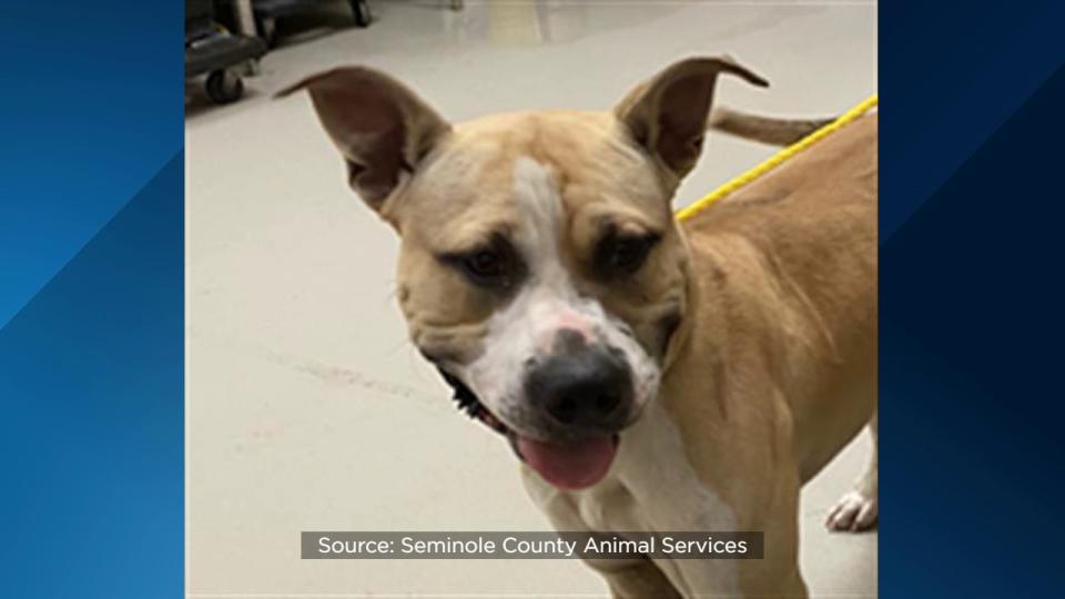 Seminole County Animal Services announced Friday that the shelter is over capacity and offering $5 dog adoptions to help make room.