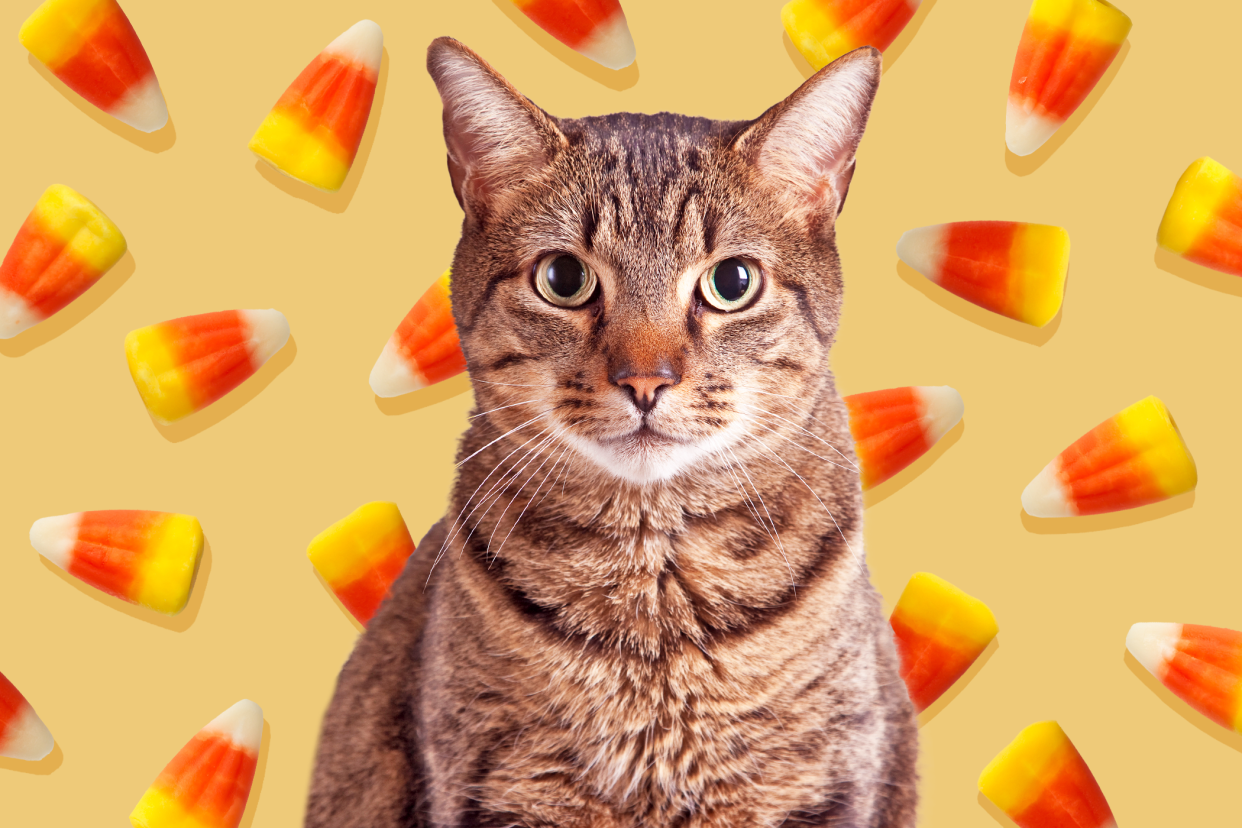 cat with candy corn background; can cats eat candy corn?