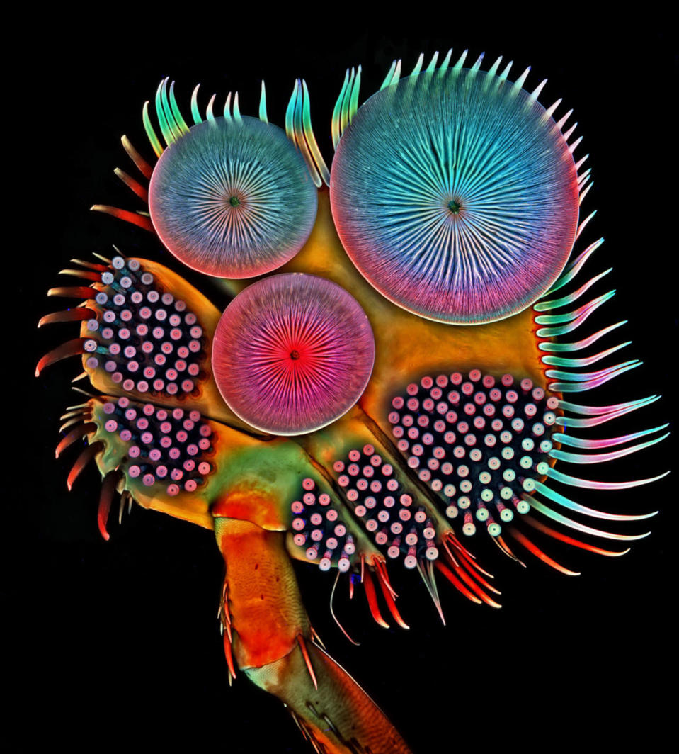 2016 Nikon Small World Finalists