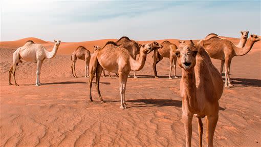 澳洲西北部地區將射殺一萬隻駱駝。（圖／Pexels）