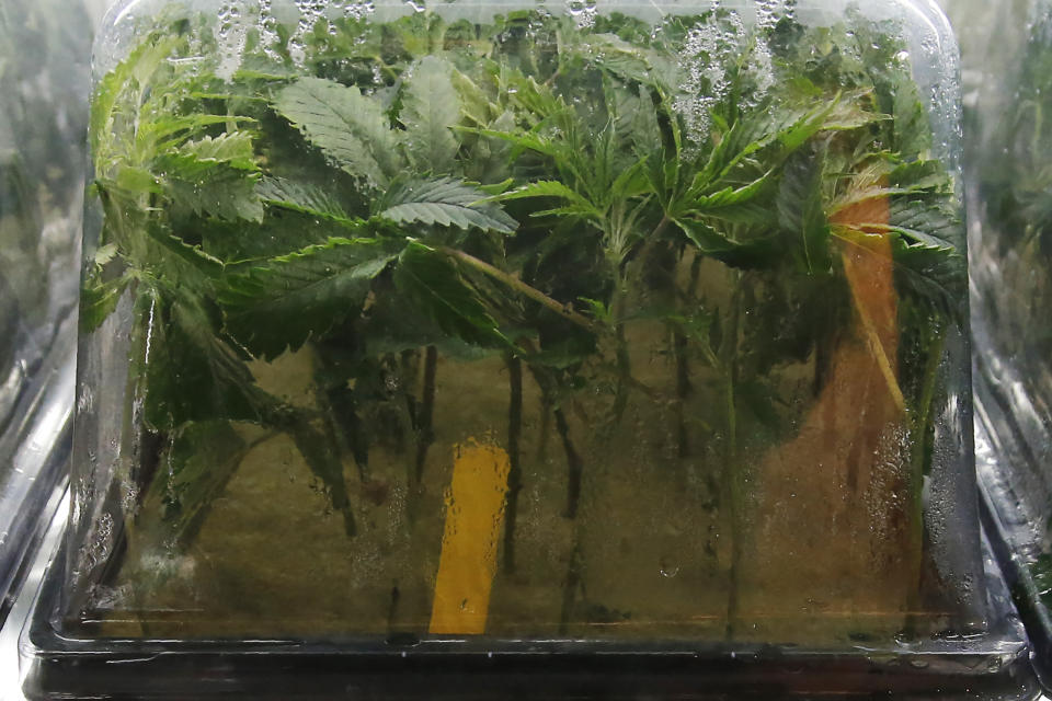 Recently planted marijuana cuttings are pictured in a humidity dome in a nursery at Baker's Medical, Wednesday, Feb. 26, 2020, in Oklahoma City. When voters in conservative Oklahoma approved medical marijuana in 2018, many thought the rollout would be ploddingly slow and burdened with bureaucracy. Instead, business is booming so much cannabis industry workers and entrepreneurs are moving to Oklahoma from states with more well-established pot cultures, like California, Colorado and Oregon. (AP Photo/Sue Ogrocki)