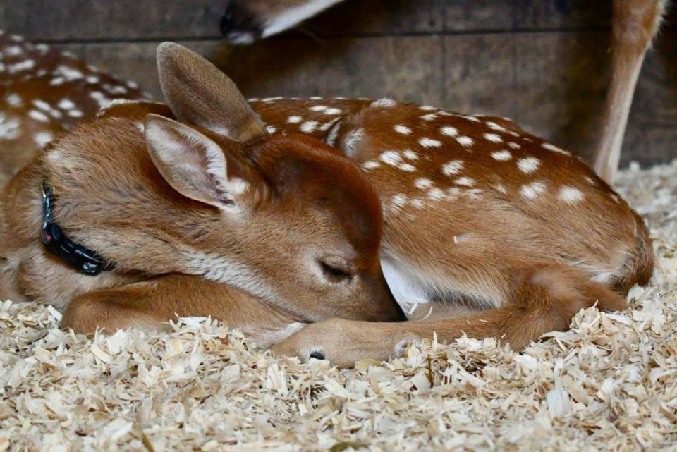 Fawns being cared for at wildlife rehabilitation center Nottingham Nature Nook in Bath Township.