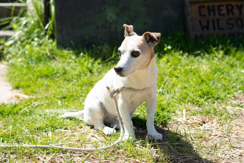 Teddy, the garden watchdog, sunbathes at the Southside Community Farm.