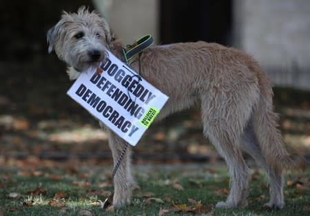 Anti-Brexit placard is attached to a dog in London