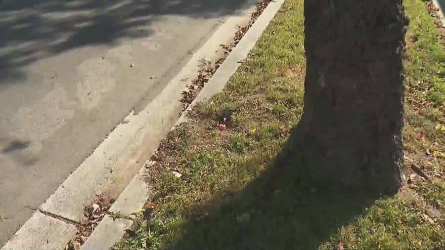 The spot where the hidden rock camera was found. It was partially buried beneath grass. (KTLA)