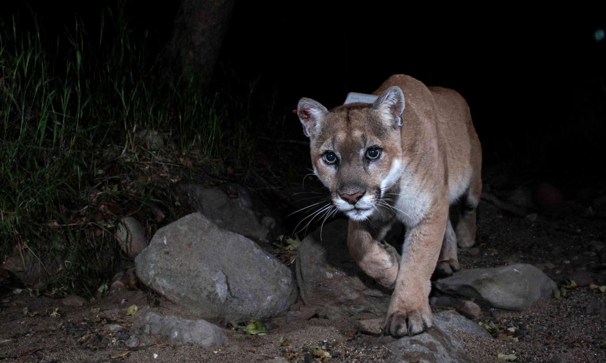 Le lion de montagne P22 bien-aimé sera capturé après avoir attaqué des chiens