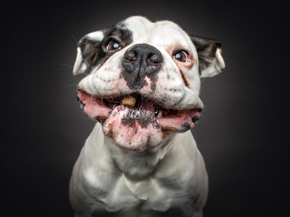 Wo ist der Snack?! Diese Hunde sind verzweifelt hungrig