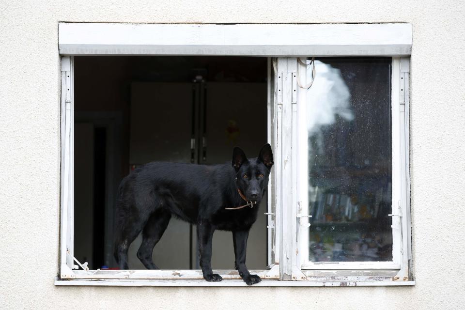 Dog stands on the window of a flooded house in Obrenovac