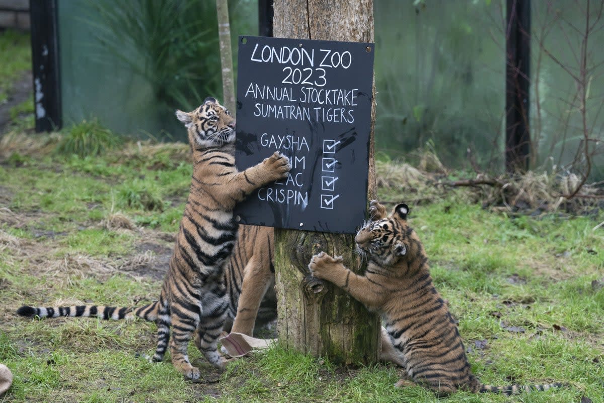 Sumatran Tigers are counted during the annual stocktake at ZSL London Zoo  (PA)