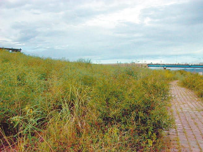 水利署為了抗旱2002年在樹林河濱公園鑿井取水，才過了一年水井卻已經在荒煙漫草中消失無蹤。（本報資料照片）