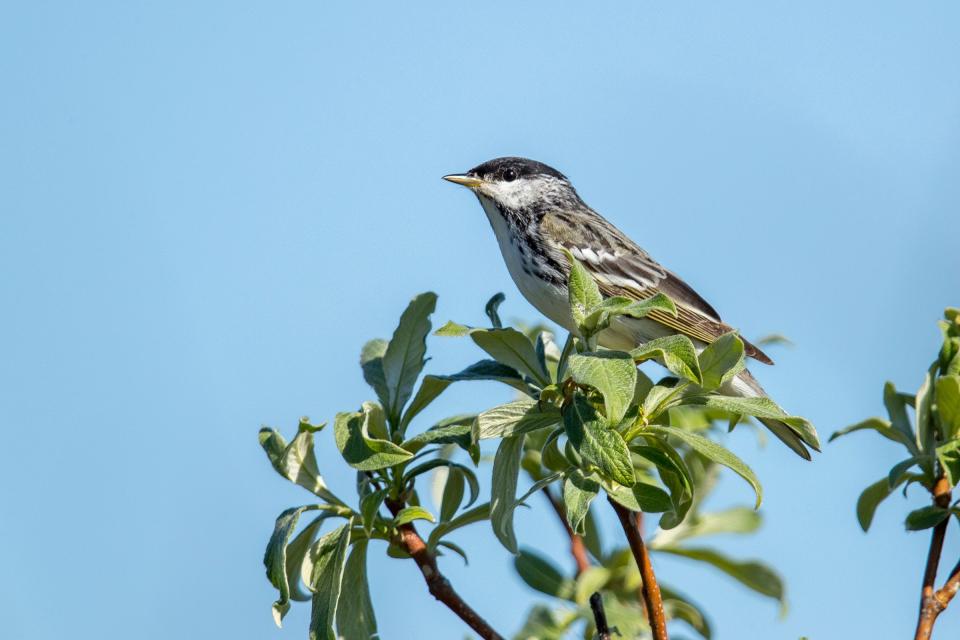 The blackpoll warbler.