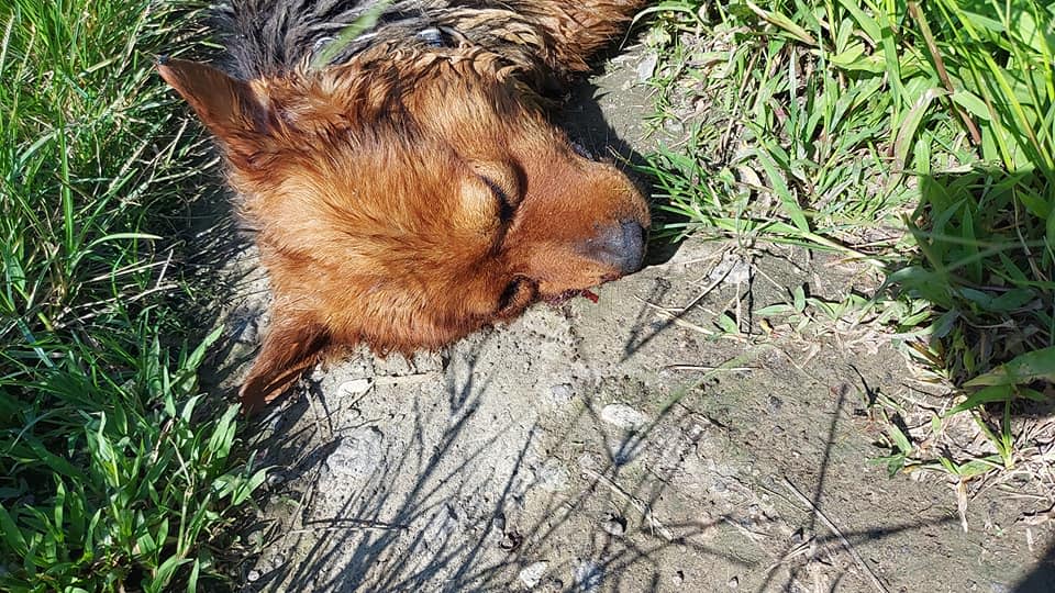 新界的求助個案較九龍香港的多，文哥指大部份往生的流浪動物個案都是被車撞死。（照片由「毛孩關愛組提供）」