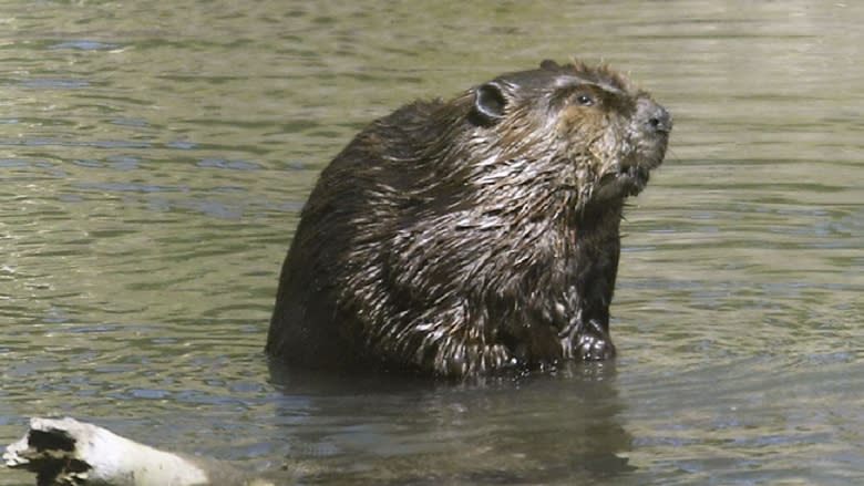 11 things you always wanted to know about beavers on P.E.I.