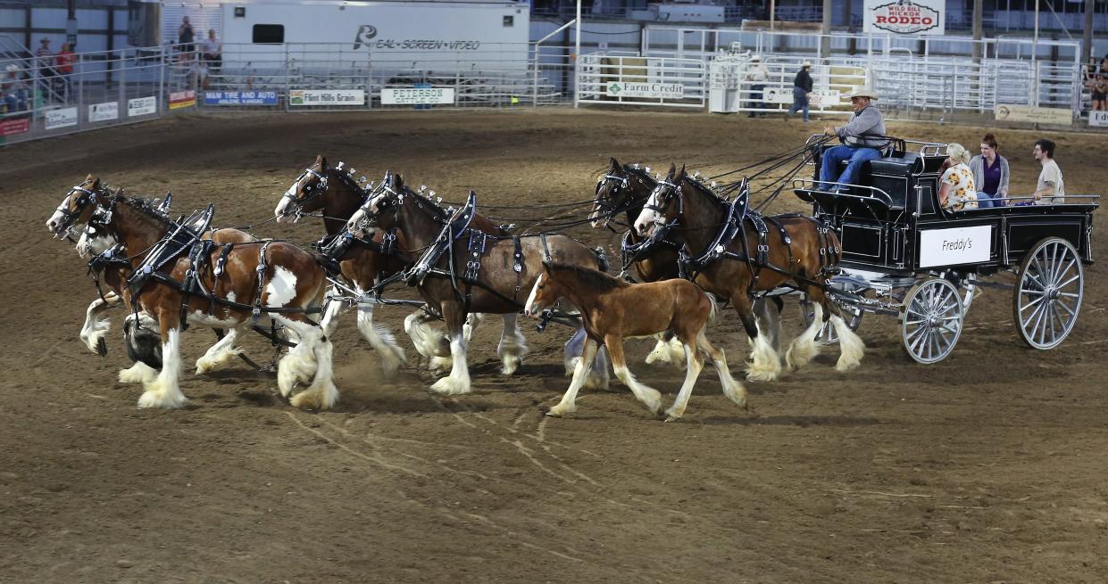 Four-month-old Wildfire runs beside the six-horse team driven by Mark DeCoudres, owner of Broken Spoke Clydesdales, during the 76th annual Wild Bill Hickok PRCA Rodeo's Bulls, Broncs and Barrels night Wednesday, August 3, 2022, at Eisenhower Park in Abilene.