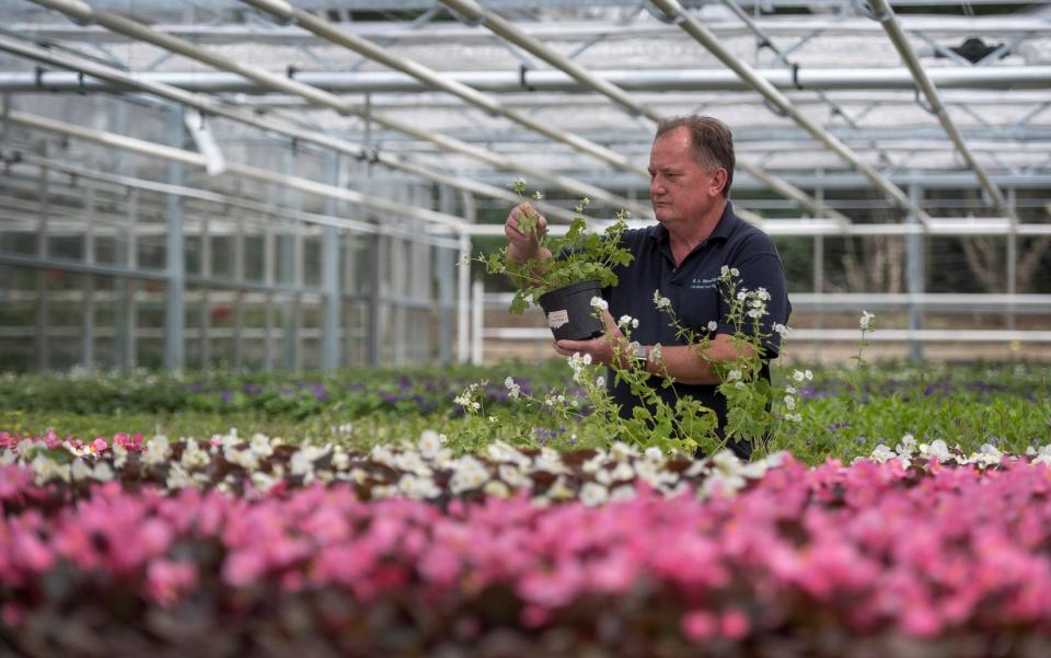 Nursery manager Mike Jones inspects Dusky Cranesbill geraniums at the Royal Parks Nursery in Hyde Park, London - REUTERS