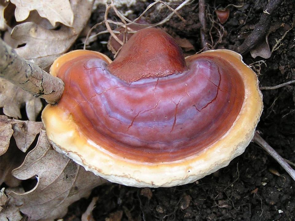 Actualmente se investiga a <em>Ganoderma lucidum</em> por su posible papel antitumoral. Wikipedia