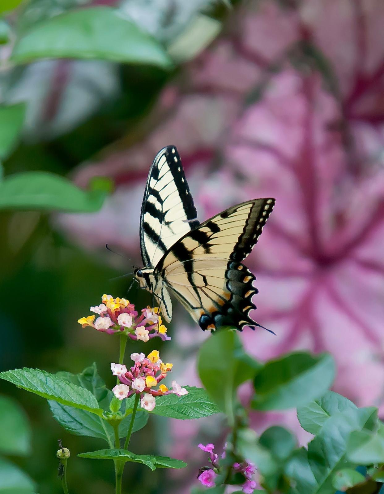 The Eastern Tiger Swallowtail is one of our largest butterflies and is the State Butterfly of Delaware, Virginia, North Carolina, South Carolina and Georgia.