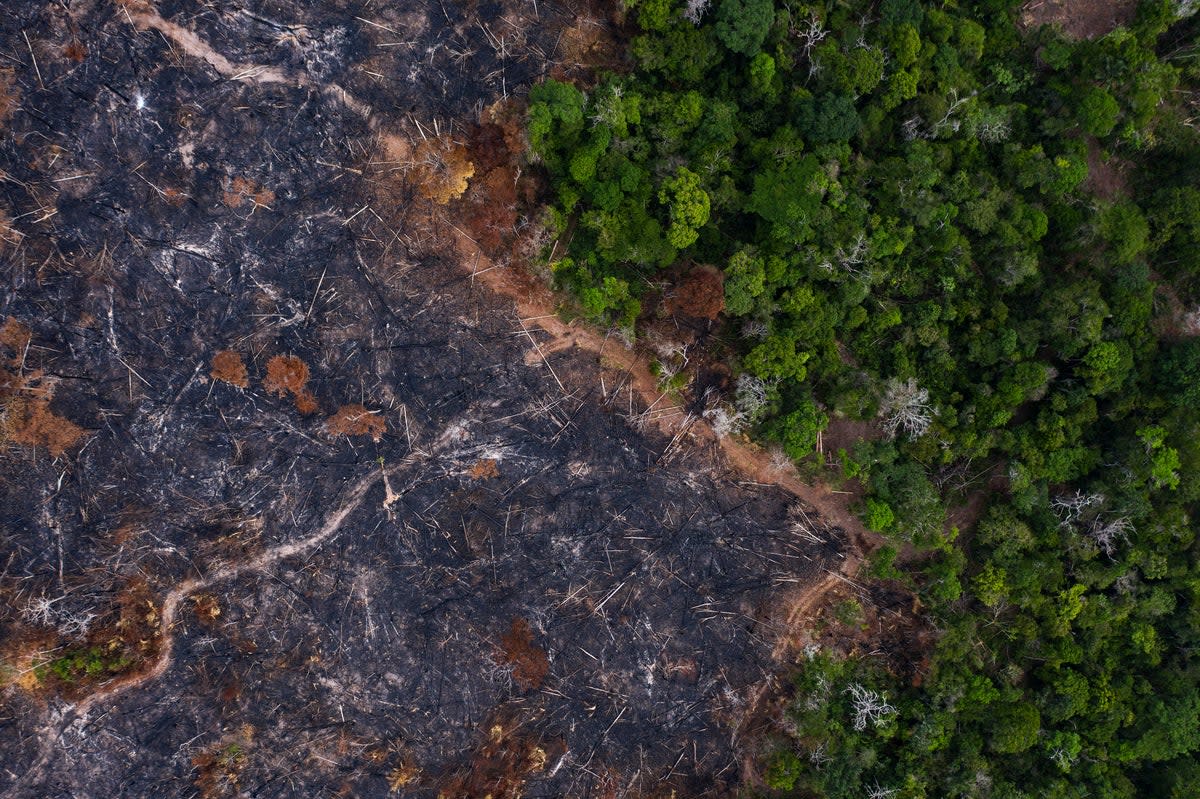 AMAZONIA-DEFORESTACION (AP)