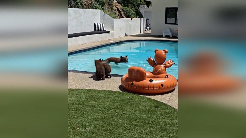 A family of bears is shown cooling off in pool of a Monrovia, California home.