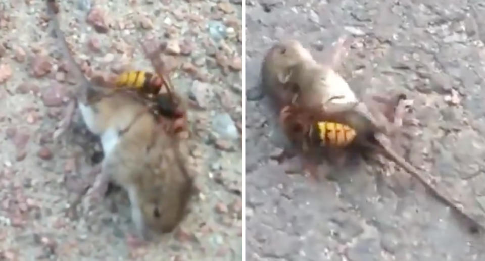 “Murder hornets” with deadly stings discovered in the USA