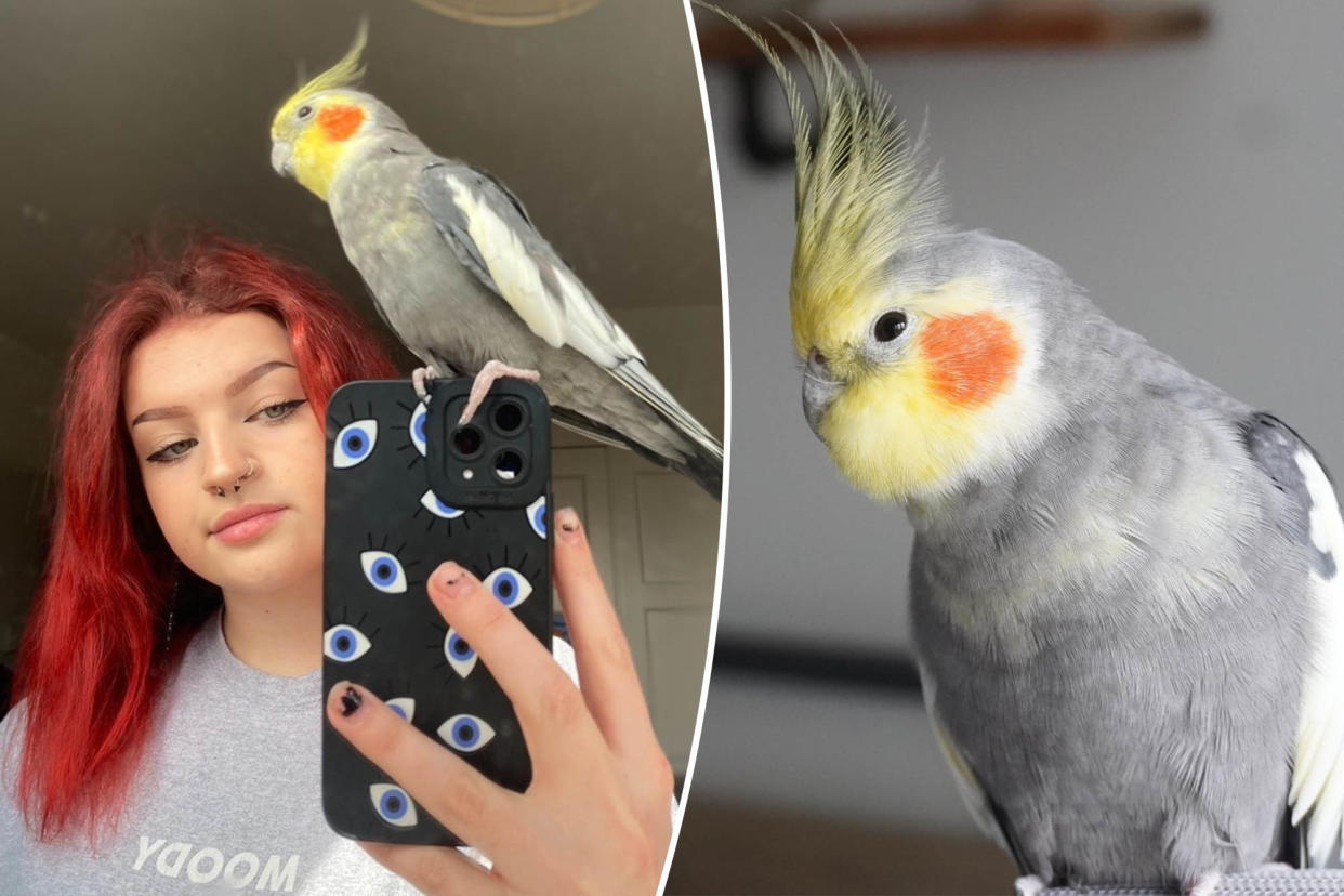 Grace Robinson, 19, holding her pet cockatiel, Kiki, known for his ability to whistle various tunes, including 'September' by Earth Wind and Fire.