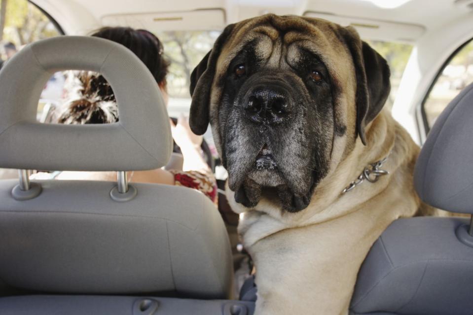 <p>These homebodies love their families and surroundings, and they'll protect them with their lives if need be. The Mastiff is willing to please as soon as it figures out what you want. Some tend to be shy, and they react by biting. </p>