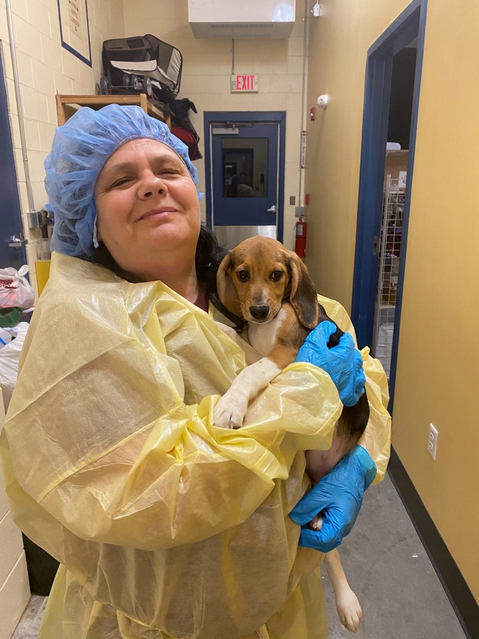 The New Hampshire SPCA is looking for forever homes for seven beagles recently removed from a mass-breading facility in Virginia.