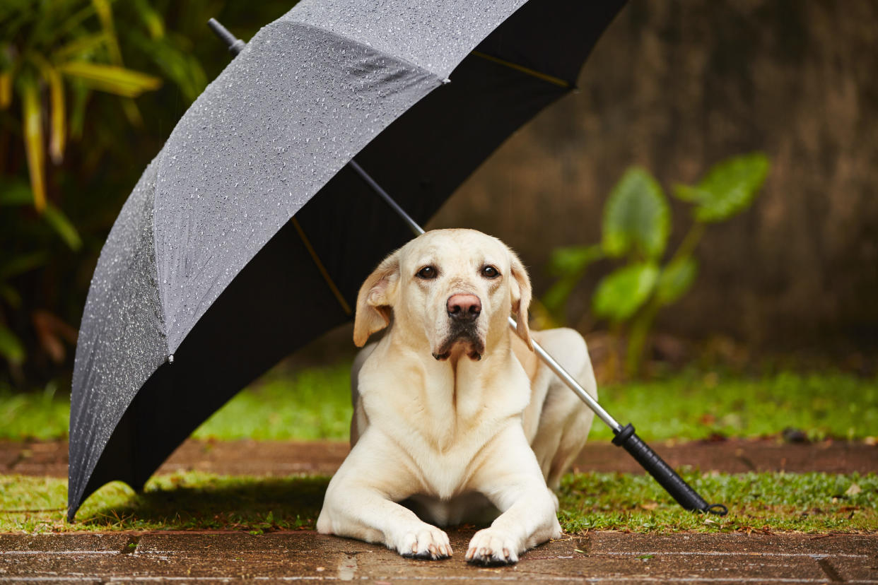 Taiwanese get creative making DIY raincoats for their dogs. (Photo: Getty Images)