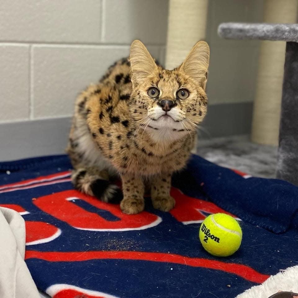 Bruno, the wild African serval cat found in Lincoln, will have his leg amputated before he is placed in a sanctuary in Minnesota.